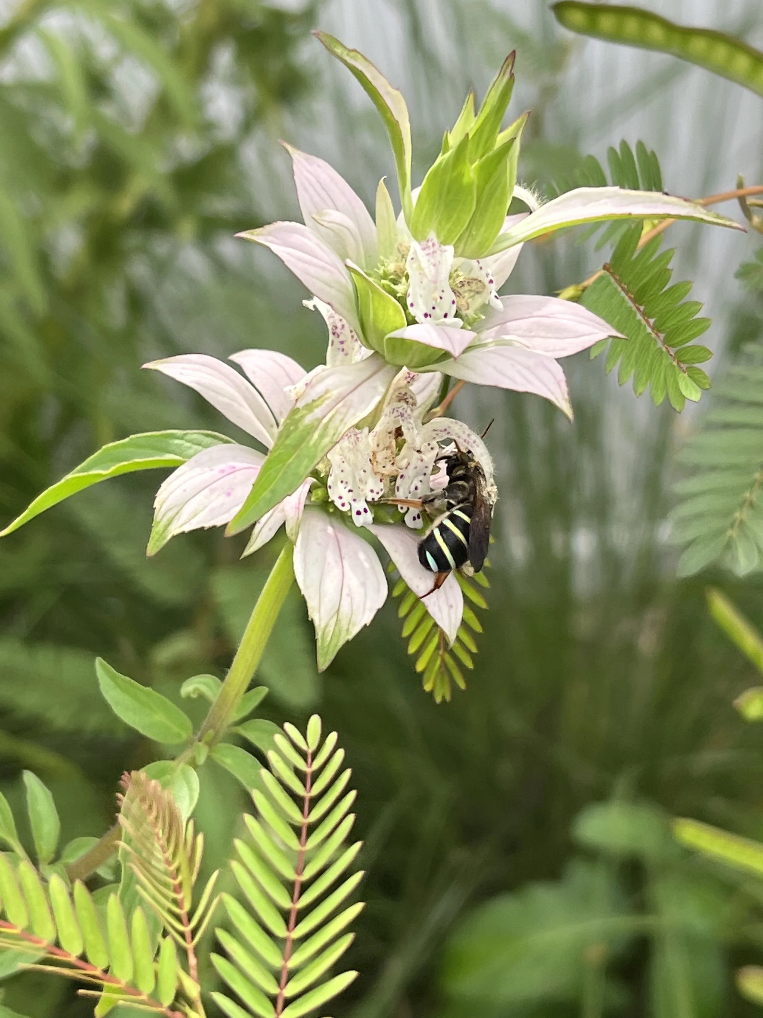 23E8F8FC-5B19-443D-A0E4-0545D4CDEF5C - Chelsea LeNoble Cuplet Fern.jpeg