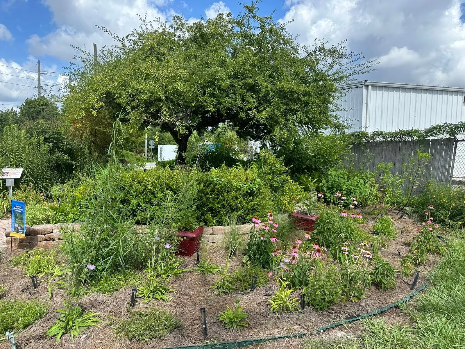 Planting Purpose: How a Native Garden Internship Took Root in Seminole County