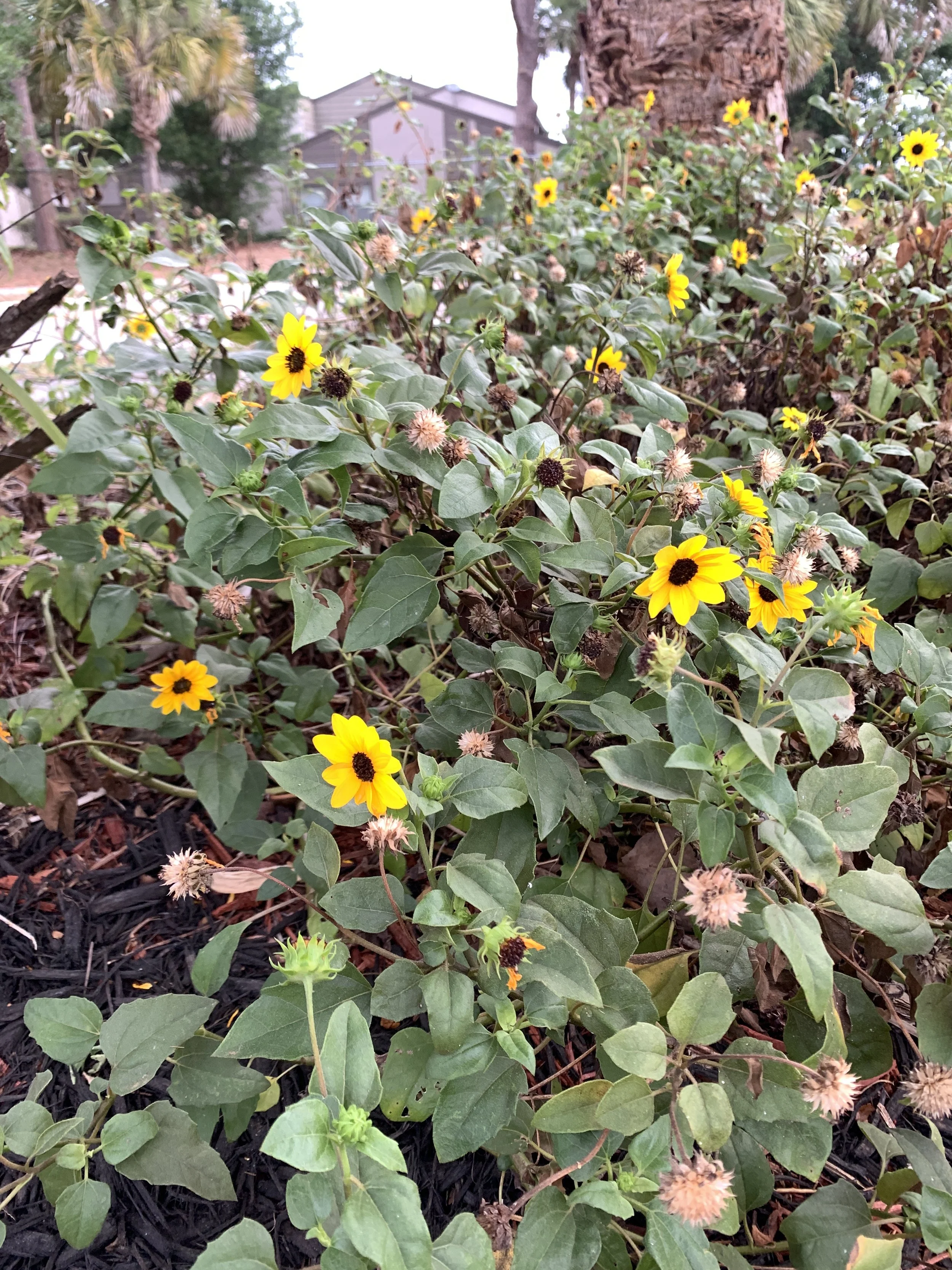 IMG_7443 - Heather Thomas Cuplet Fern Director.JPG