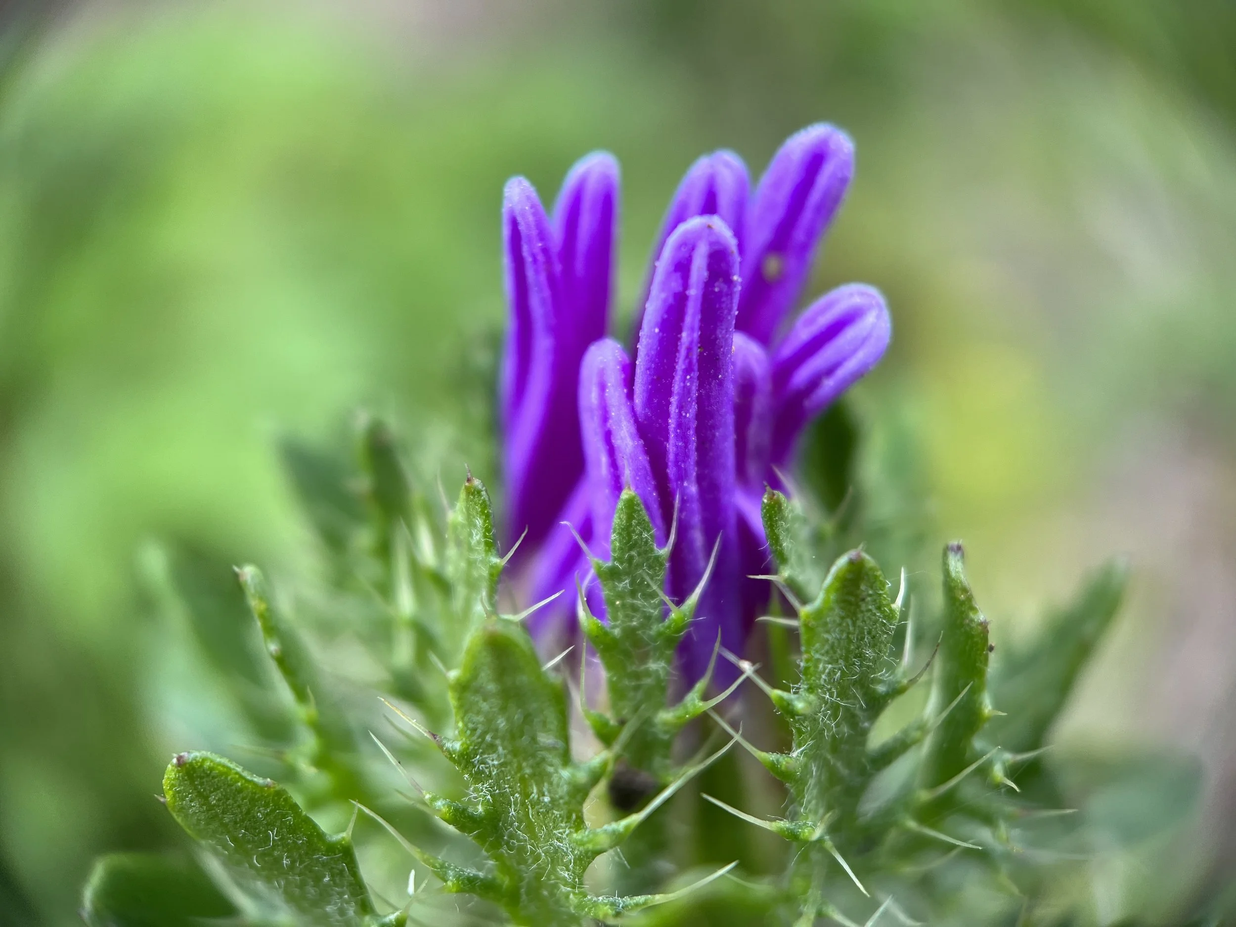 F789156F-90B9-407A-AF65-30AFDB707D27 - Chelsea LeNoble Cuplet Fern.jpeg