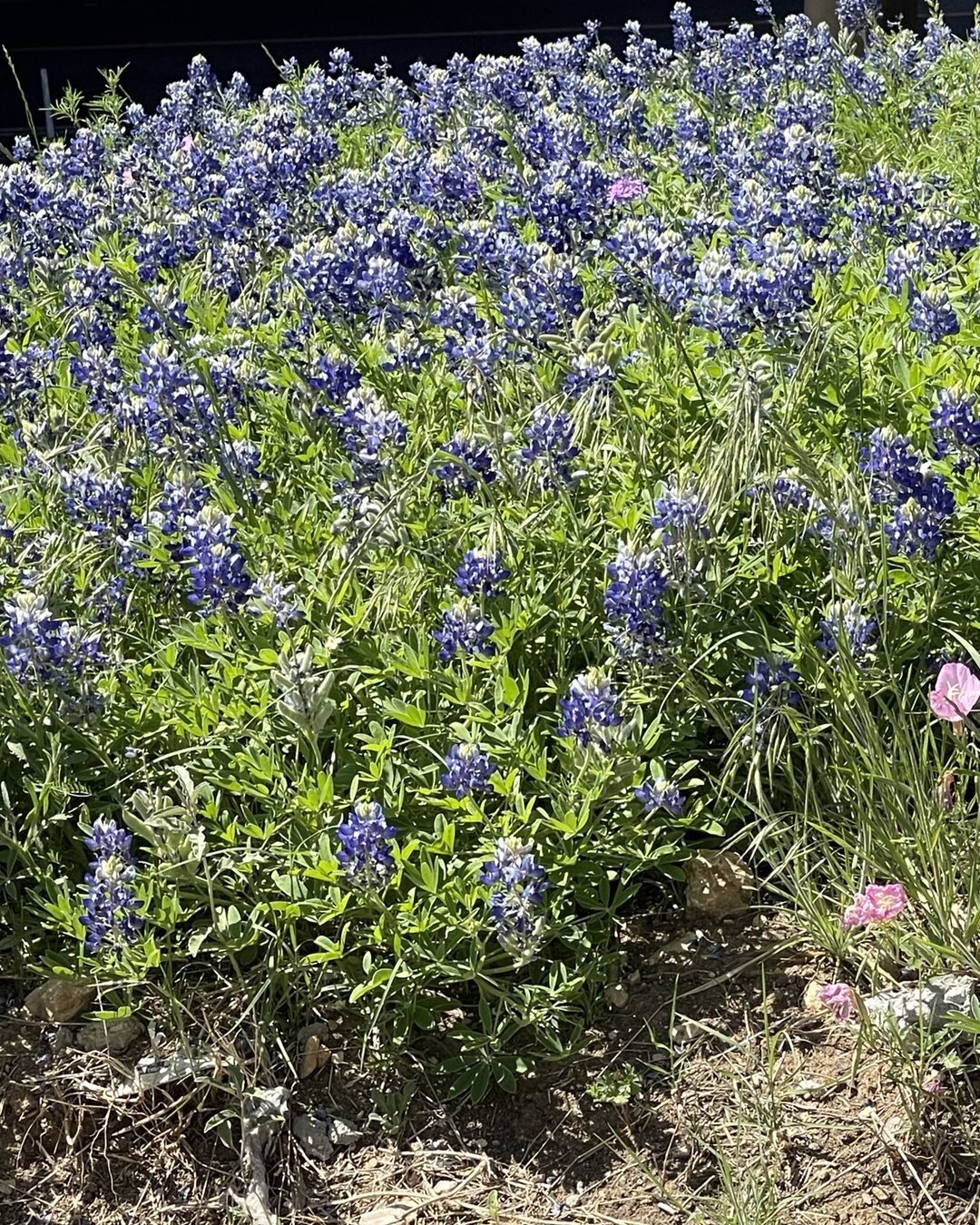 Texas is showing off