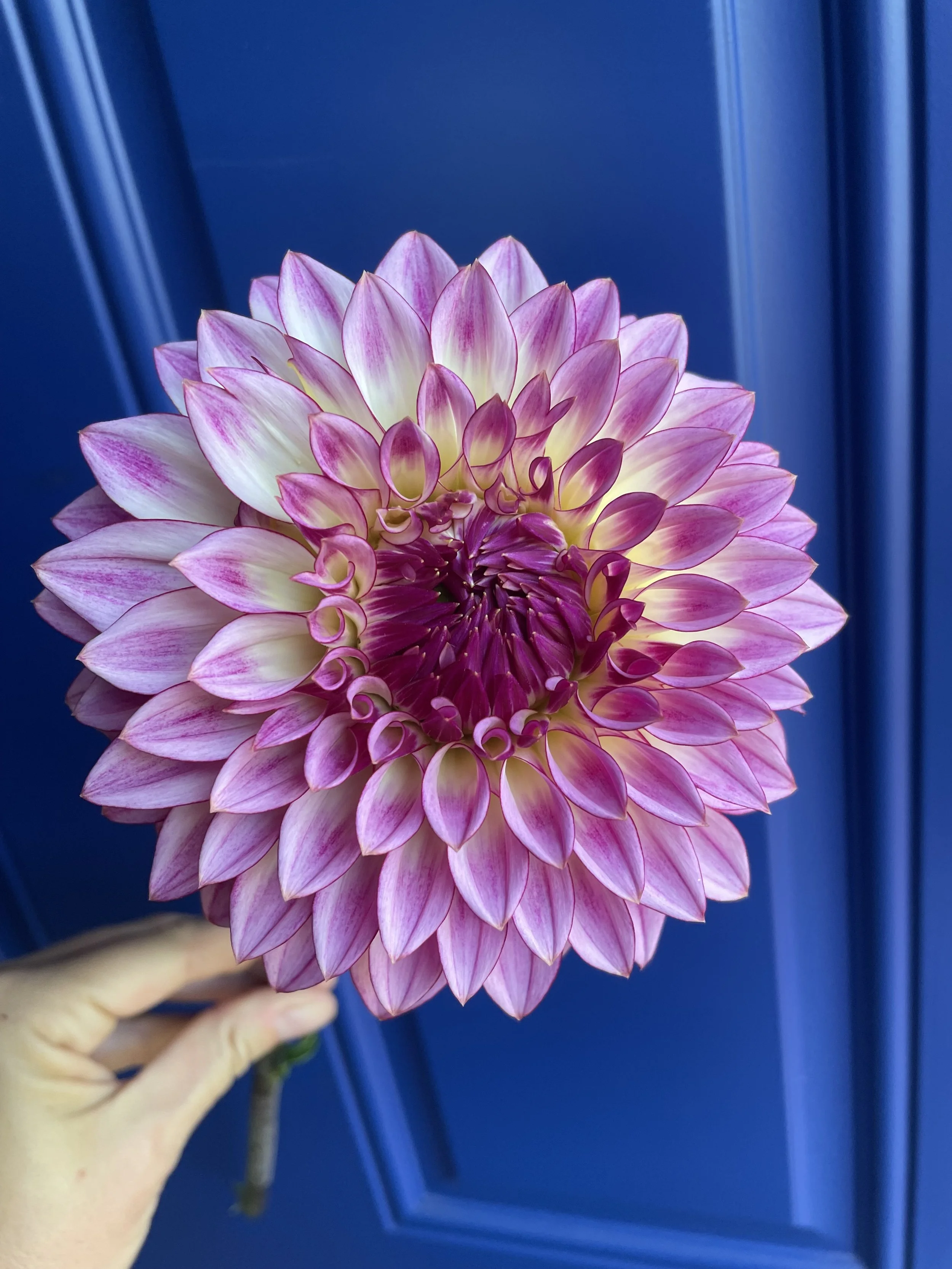 Bloomquist Jodi Lynn