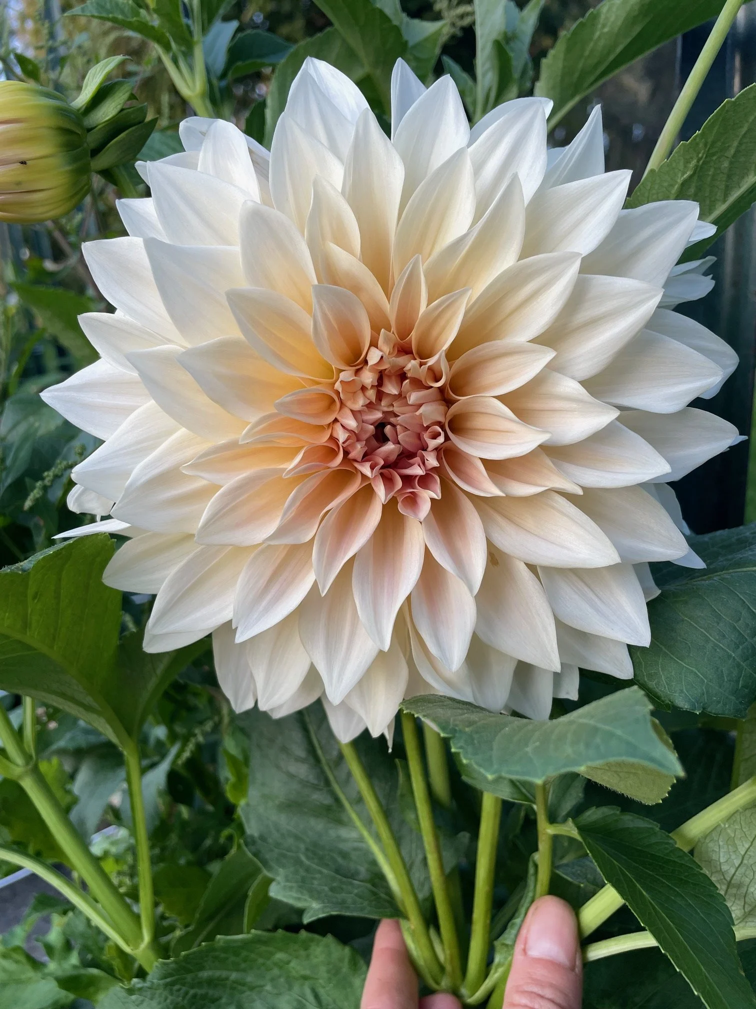 Cafe au Lait