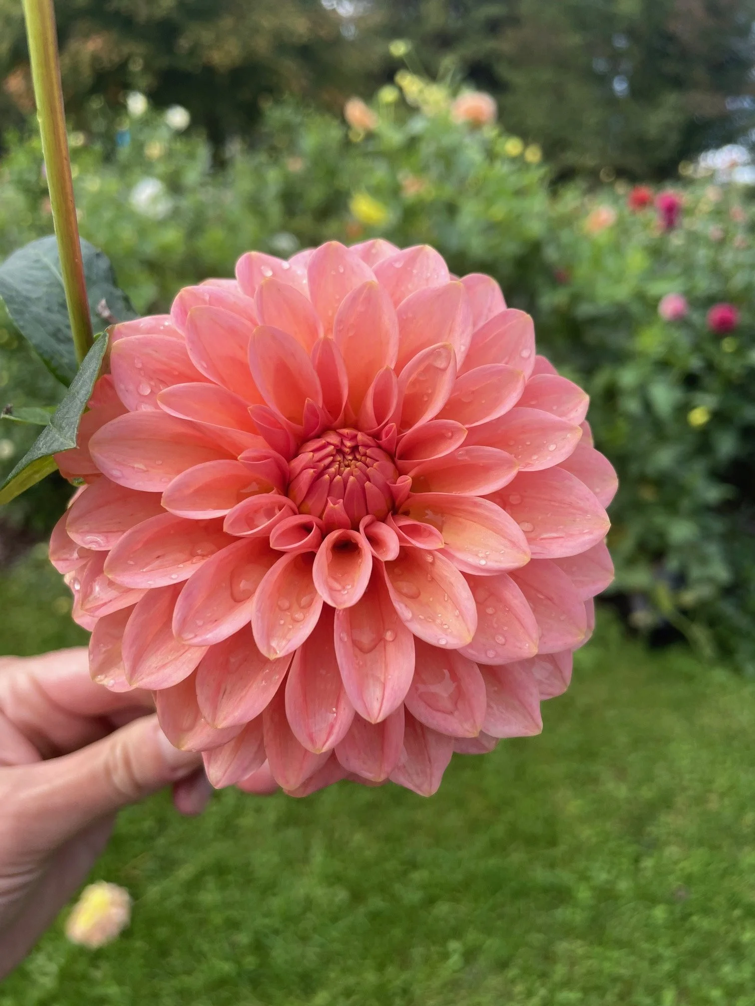 KA Guava