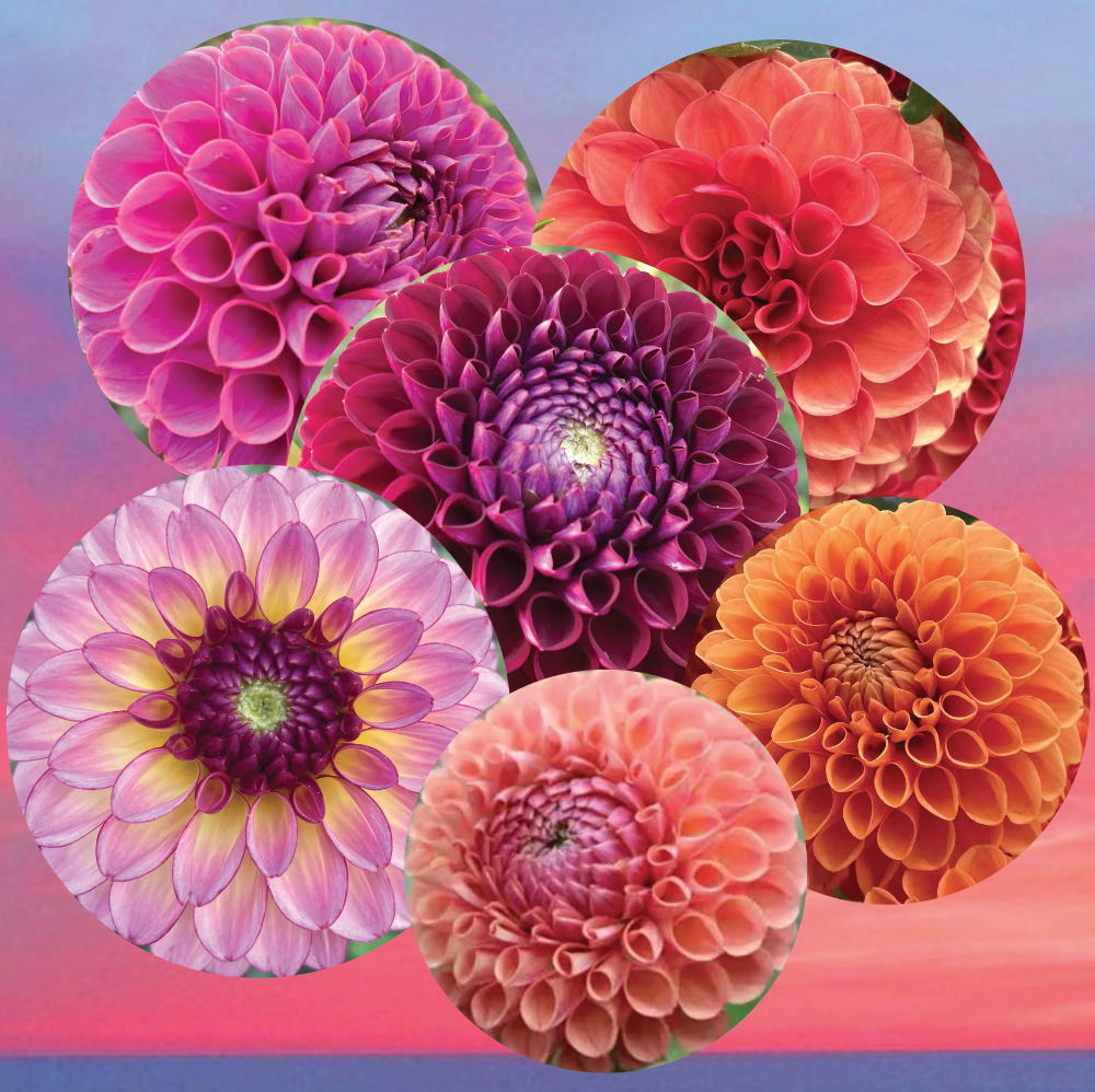 Screen Shot 2026-03-12 at 11.36.04 AM.png