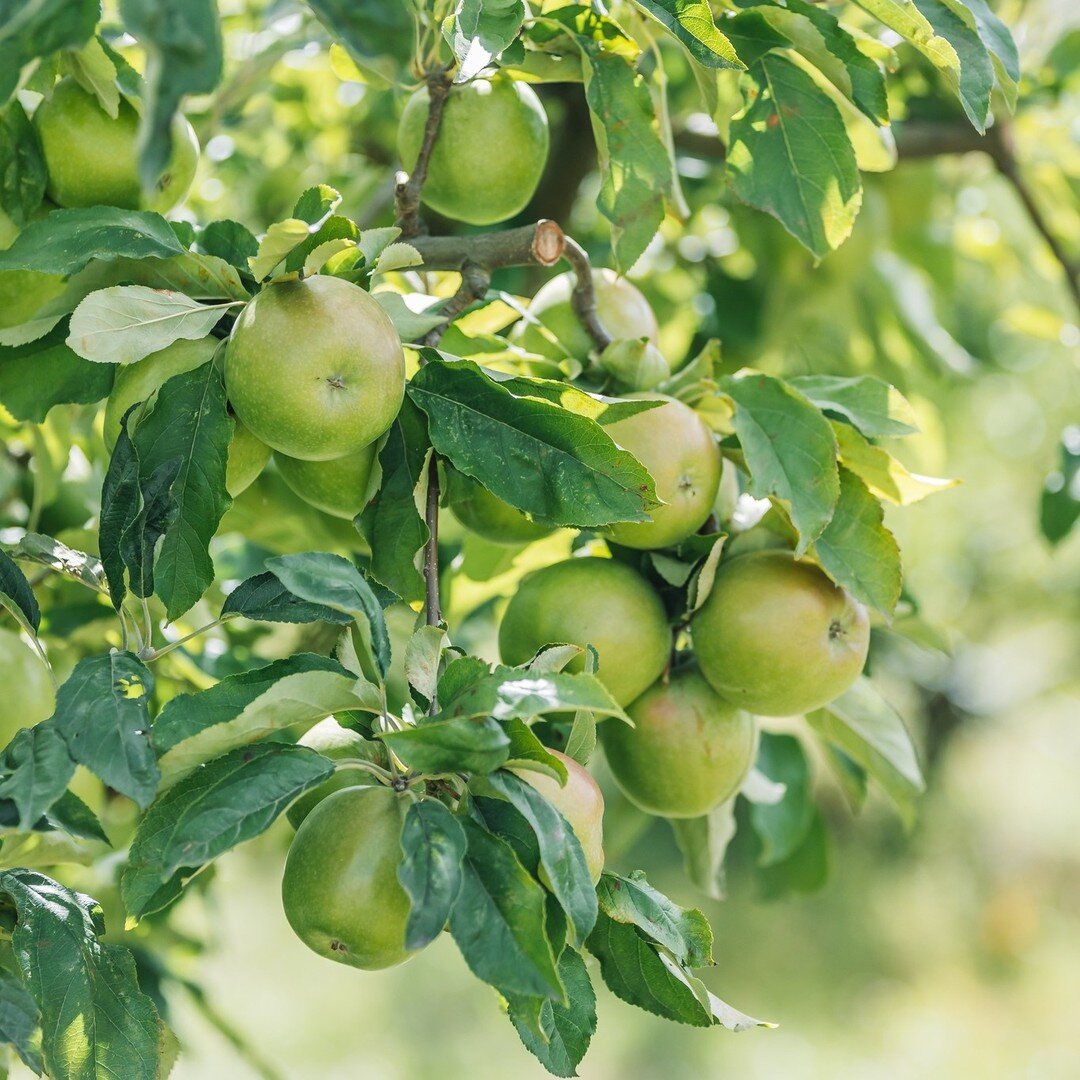 If you want something to do with the family this weekend, try to pick your own apples at @sherwoodparkorchard - Sherwood Park Orchard - Bakery Cafe, Bunyip.

They have an abundant supply of Granny Smith ready to pick. 😋 💚
Juicy, Crisp Apples. Wax F