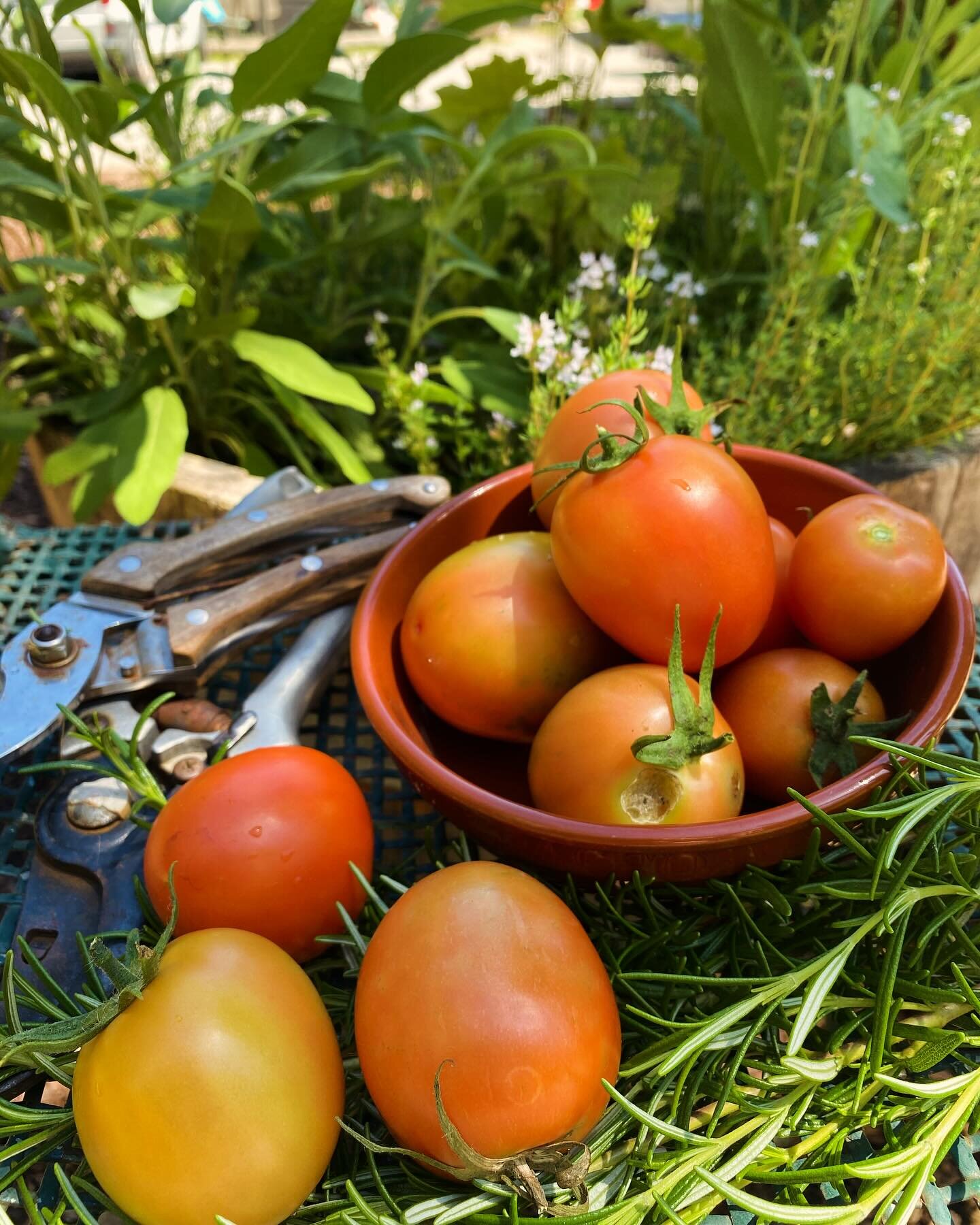 It&rsquo;s tomato and herb season @corkatcookscorner come up to Kallista and check out our fantastic vegetable garden #garden #vegiepatch #organicgardening #dandenongranges #puffingbilly #yarravalleyproduce
