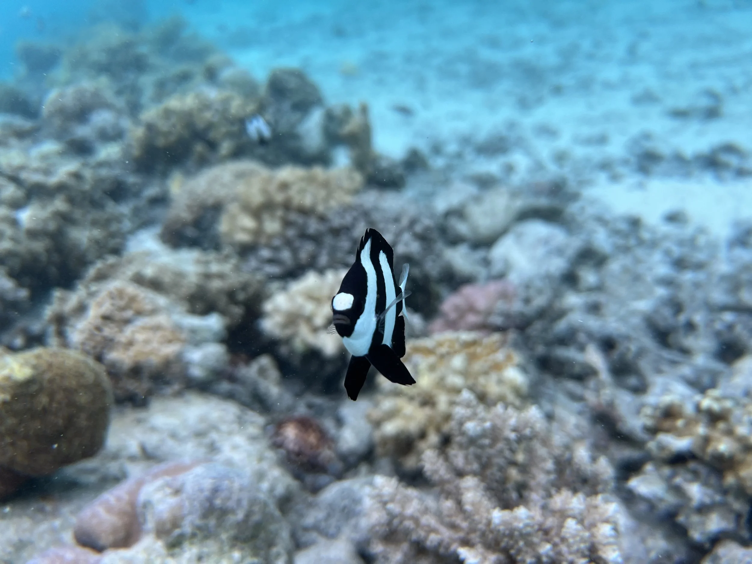 Snorkeling at St. Regis Bora Bora