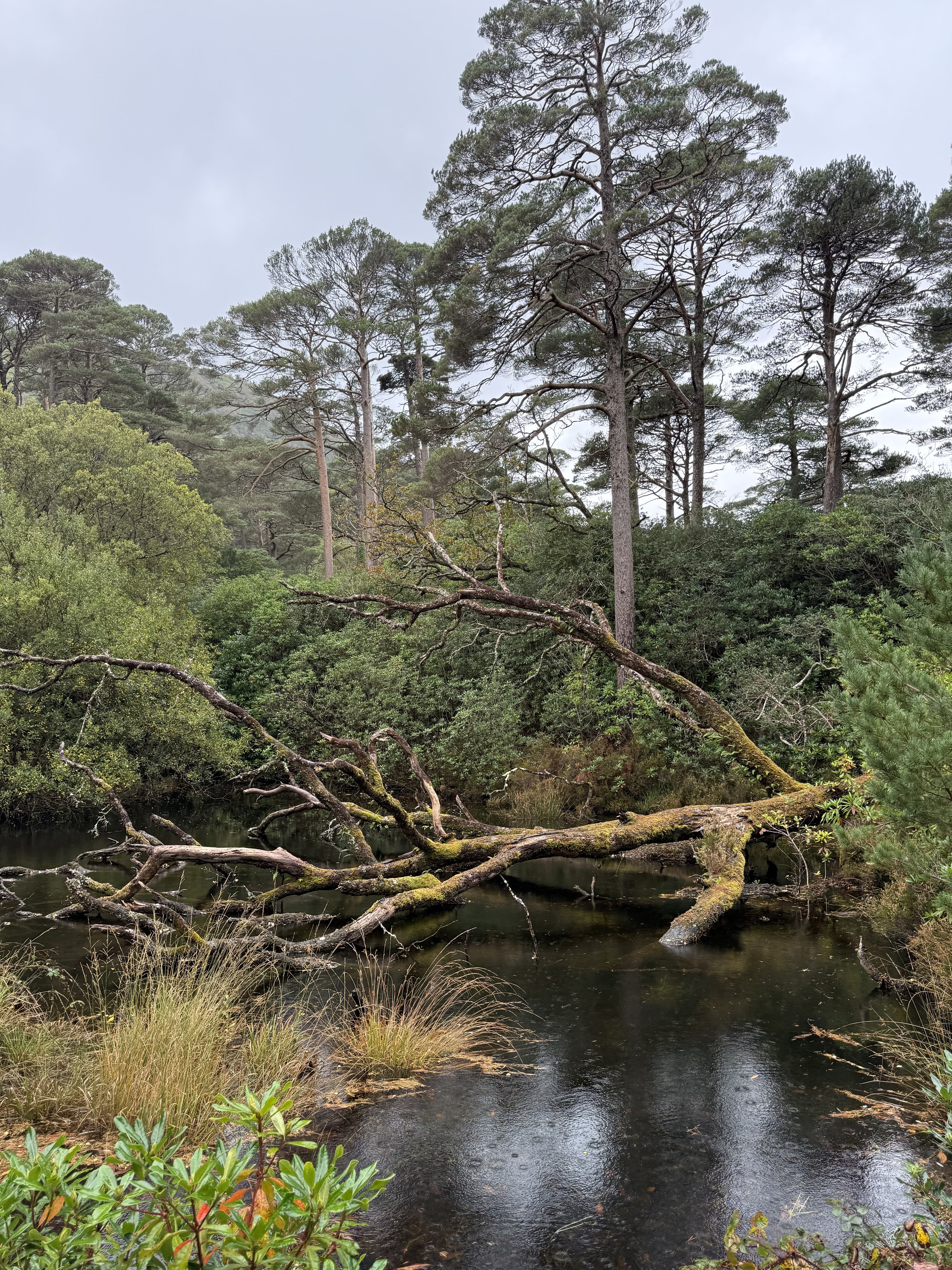 Killarney National Park, County Kerry