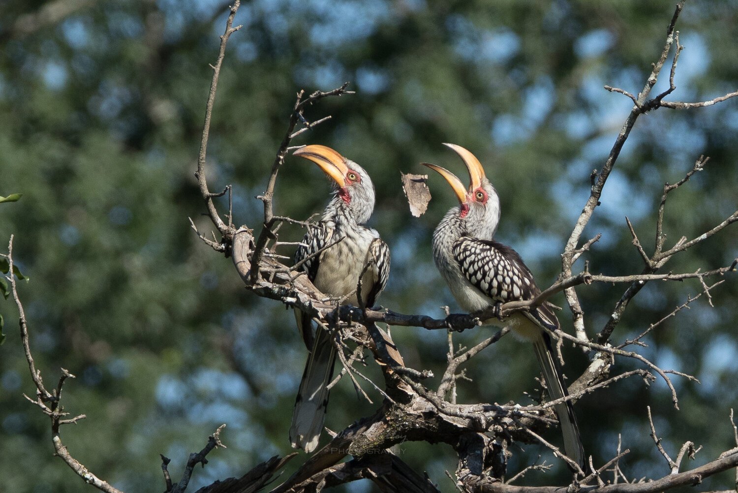 Humani-2Hornbills-20190420-1551.jpeg