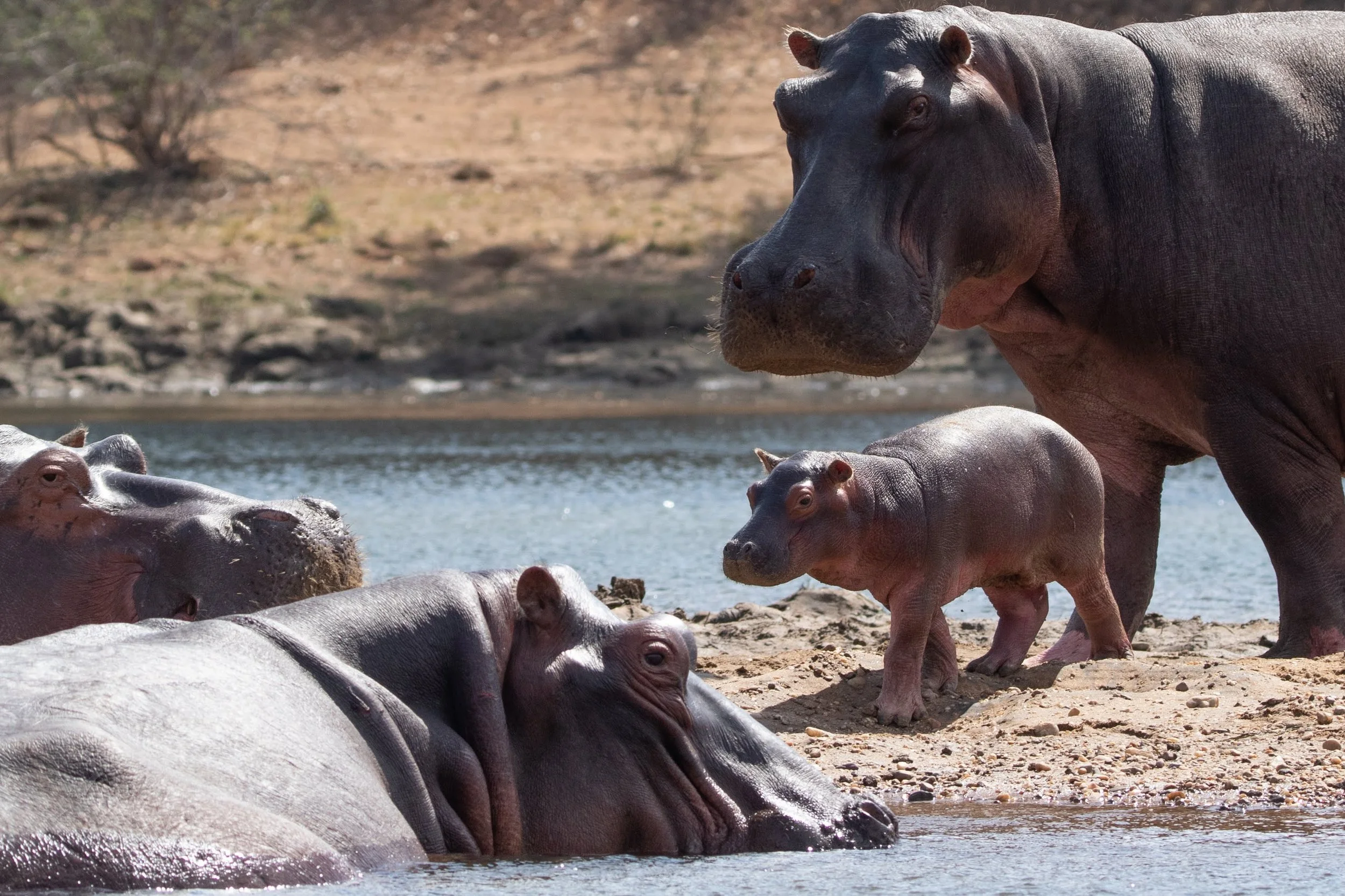 TigerSafaris_July2019-7915.jpg