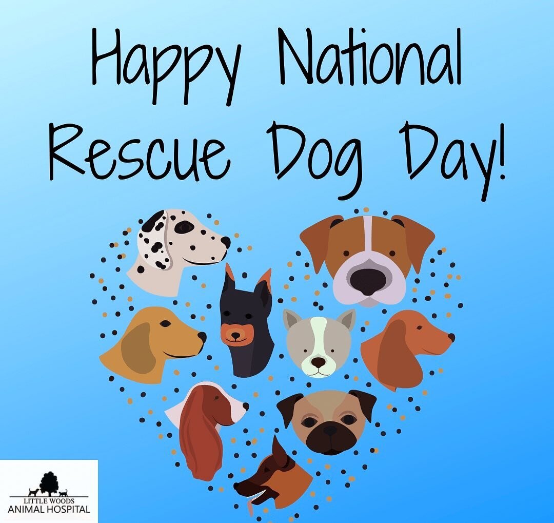 In honor of National Rescue Dog Day, we&rsquo;d love to hear your rescue story or see pictures of your rescue! Share them with us in the comments below! 🐾