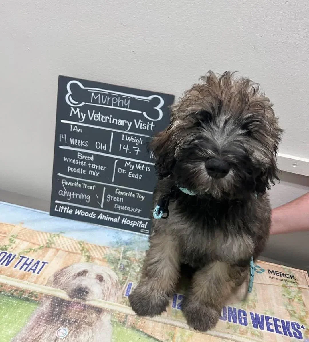 Murphy showed up with curls, charm, and a love for green squeaky toys ππΎ We’re not saying he’s the cutest thing we’ve seen today… but we’re definitely not denying it either. π π