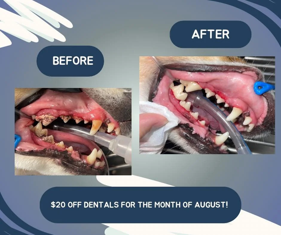 Your pet’s teeth are trying to tell you something… it’s time for a cleaning. π¦·
Plaque is building up. Gums are getting inflamed. And that “morning breath” smell? It’s been going strong all day, every day. π«
B