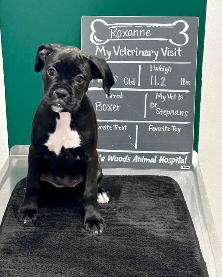 First vet visit? βοΈ
New patient spotlight goes to Roxanne, the sweetest little Boxer. She may be small, but she’s already got the whole clinic wrapped around her paw! π₯°