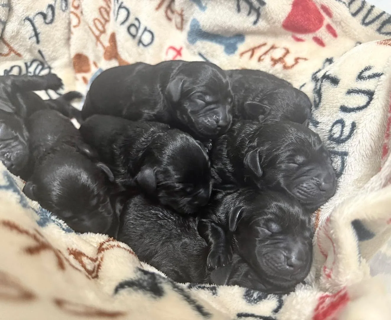 Puppy pile alert π₯°