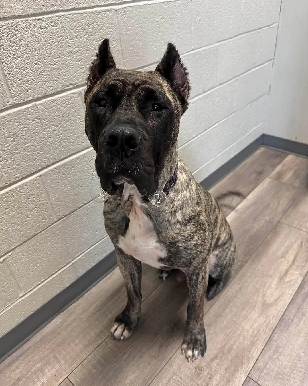 Chupy showed up lookin’ like a boss… Then hit us with the biggest drool bubbles we’ve ever seen π€
10/10 intimidating, 12/10 slobbery, 15/10 handsome. π