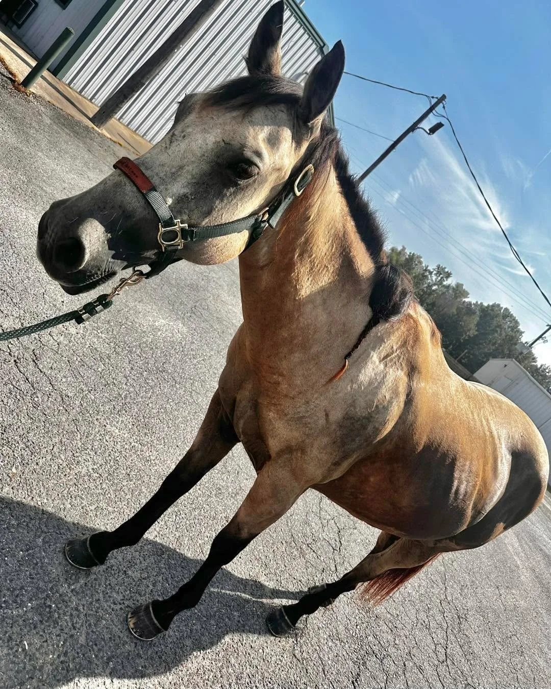 Say hello to Okie, also known as the best girl! π΄π
While we’re primarily a small animal clinic, Little Woods Animal Hospital also offers basic care for horses—like Coggins testing, vaccines, wellness exams, and help with minor issues.
