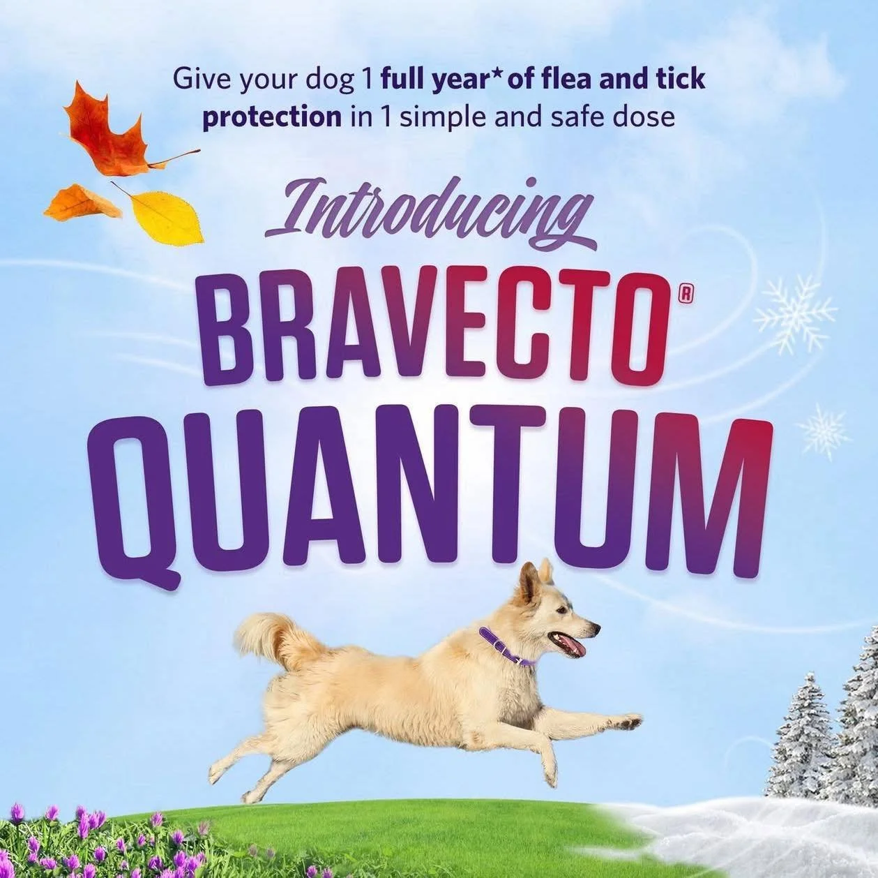 π£ We’ve got exciting news! π£
Starting in August we will carry Bravecto Quantum — the 12-month injectable flea & tick prevention for dogs!
β
One dose = a full year of protection
β
No monthly pills, no stress
β
Fast-acting and long-