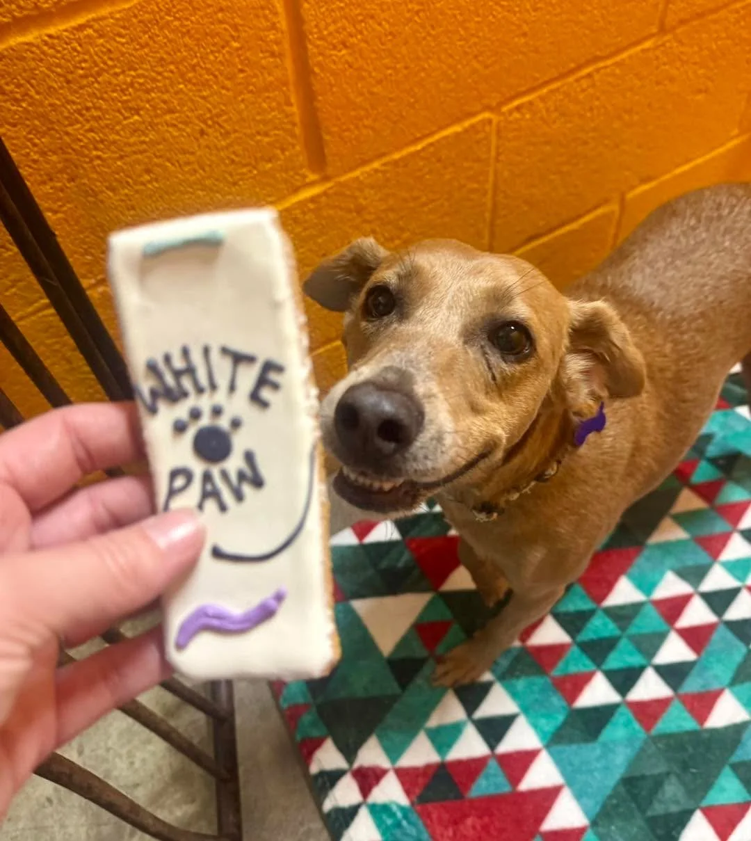 Who says vet visits can’t feel like happy hour? ๐ ๐พ