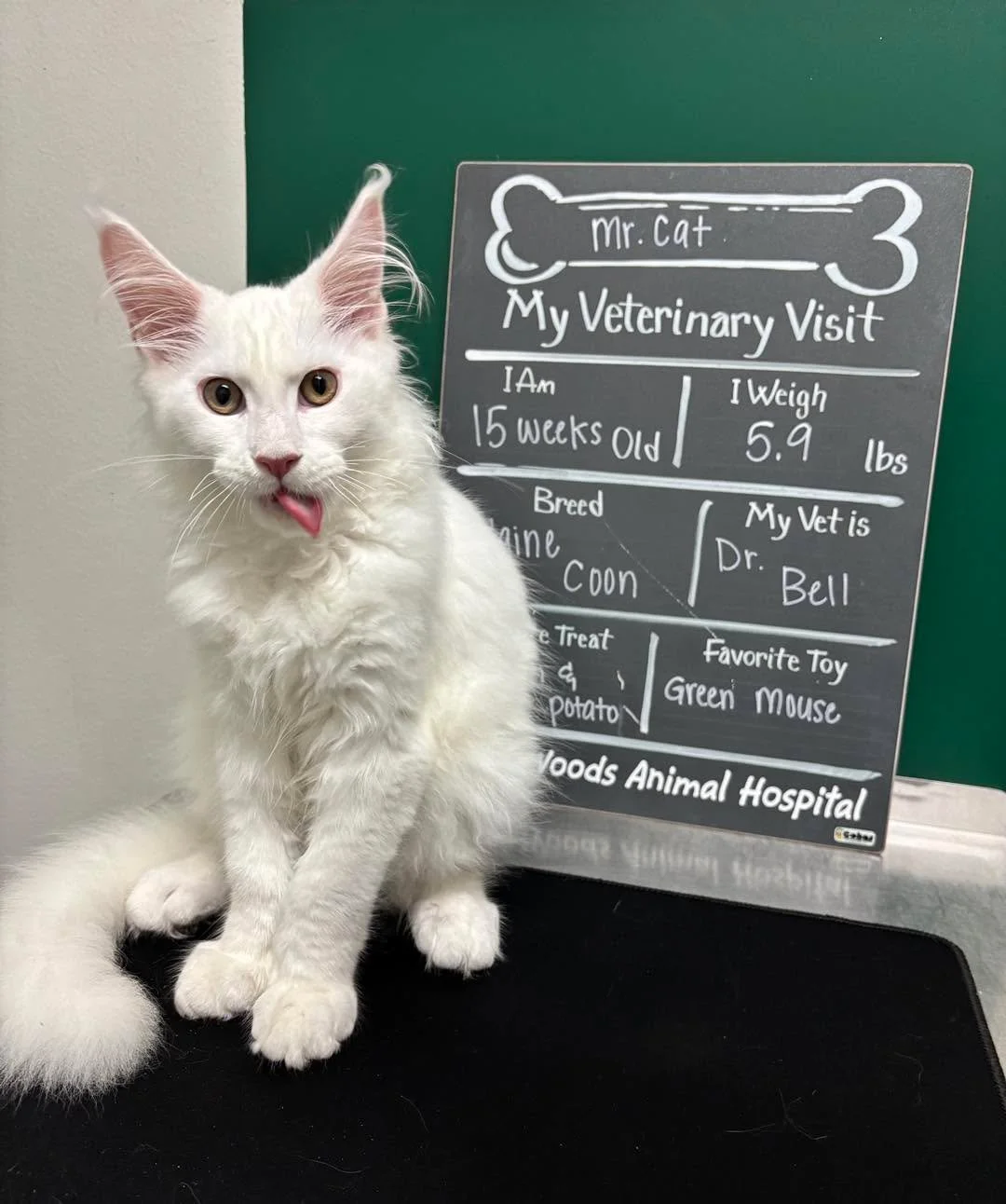 Tongue out Tuesday… but make it Maine Coon edition ๐