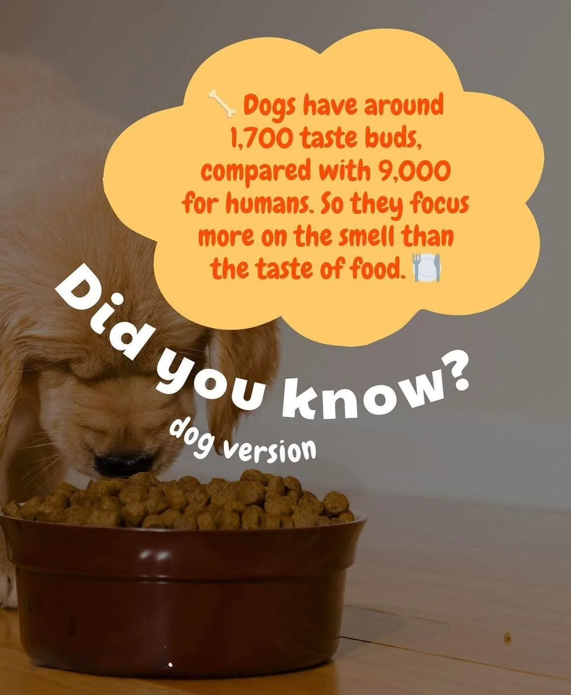 ๐พ Fun Fact Friday ๐พ
Ever wonder why your dog drools over dinner even though they only have about 1,700 taste buds (compared to our 9,000)? ๐
๐ถ
It’s because dogs experience food differently than we do. Smell is everything to them—so a