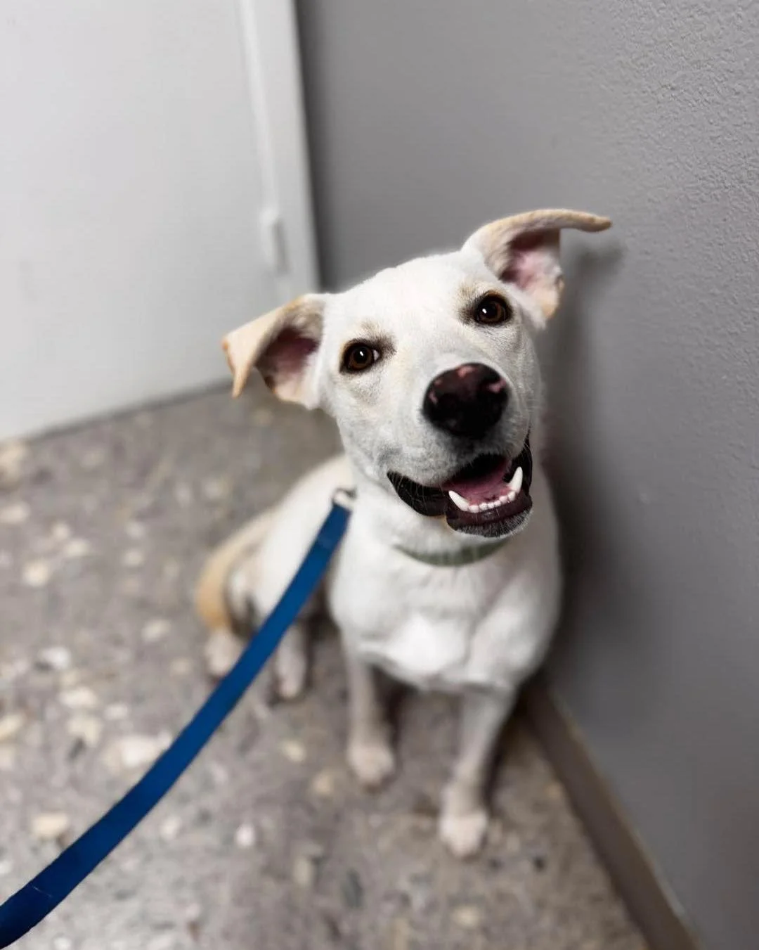 Everyone, meet Wander ๐
This sweet boy was rescued after being dumped, and he’s ready to turn the page to his next chapter—finding a forever family!
๐พ 8 months–1 year old
๐พ Neutered & up to date on vaccines/preventions
๐พ Th