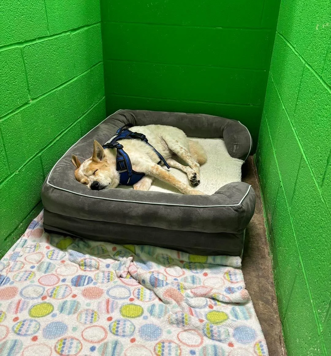 Your pet’s comfort matters. If they’re spending the day (or the night) with us, feel free to pack their favorite snuggly things! ๐๏ธ ๐ค