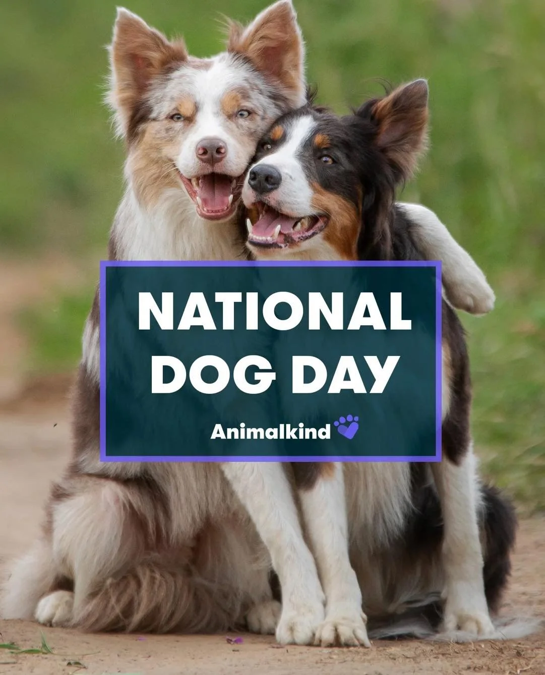 ๐ถโจ It’s National Dog Day! โจ๐ถ
Today is all about celebrating the noses that nudge us, the paws that follow us everywhere, and the hearts that love us unconditionally. โค๏ธ
So go ahead…
• Give them an extra treat
• Take that wa