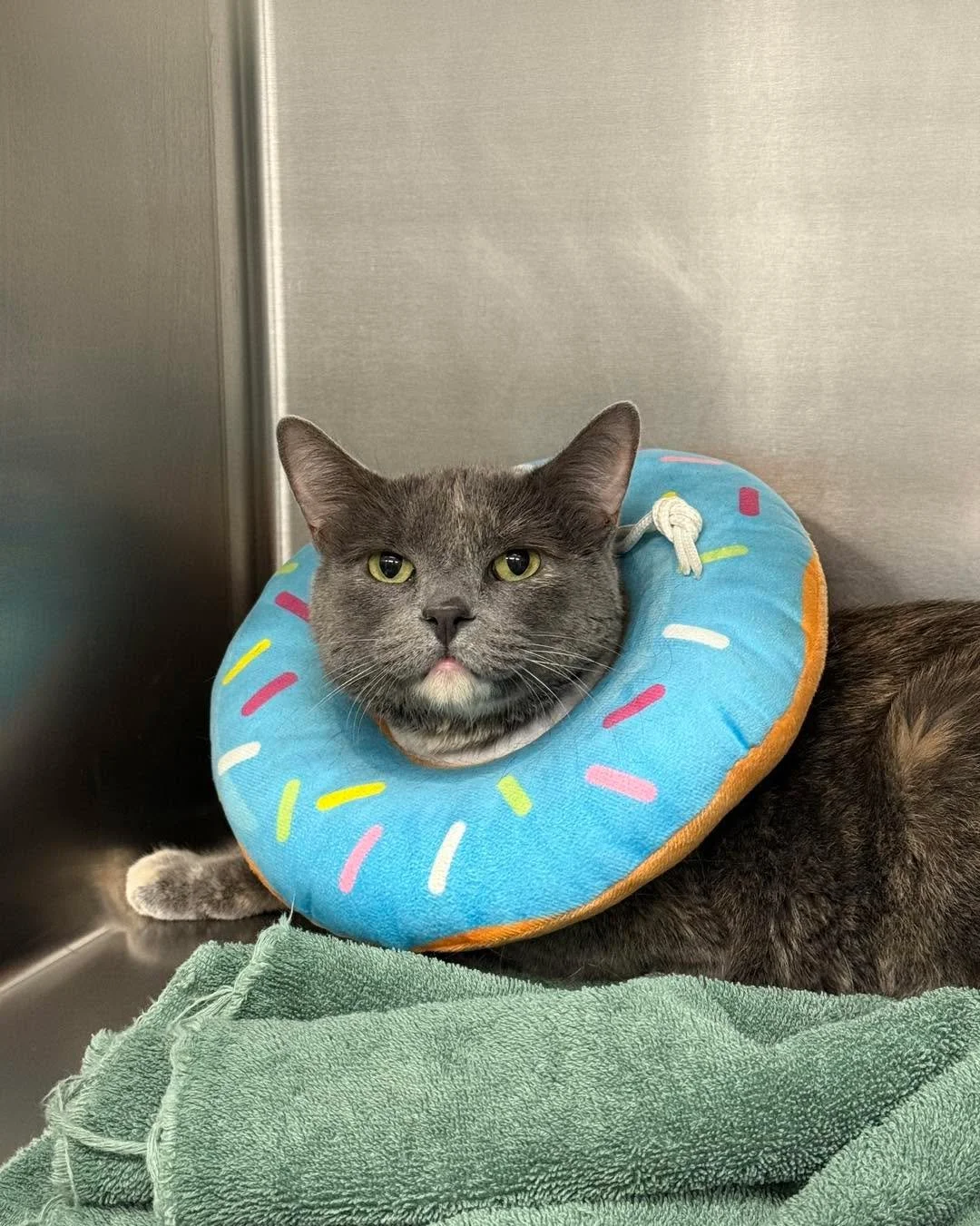 When life gives you surgery, at least you get sprinkles ๐ฉ ๐คฃ