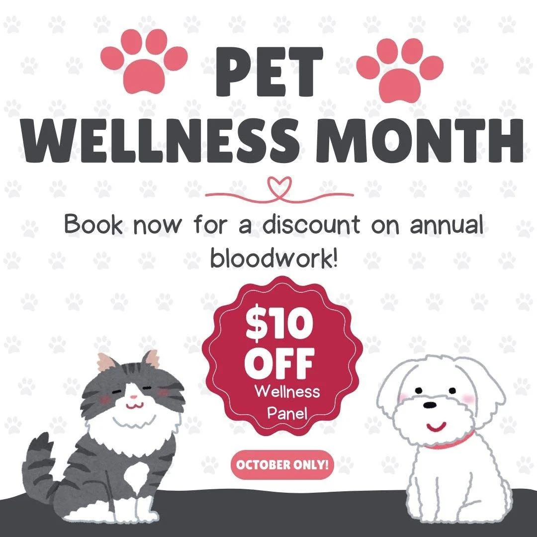 πΏ October is Wellness Month! πΏ
This month, we’re offering $10 OFF wellness panel bloodwork send-outs for your pets!
π Why is annual bloodwork important?
Early Detection: Pets can’t tell us when something feels “off.” Bloo