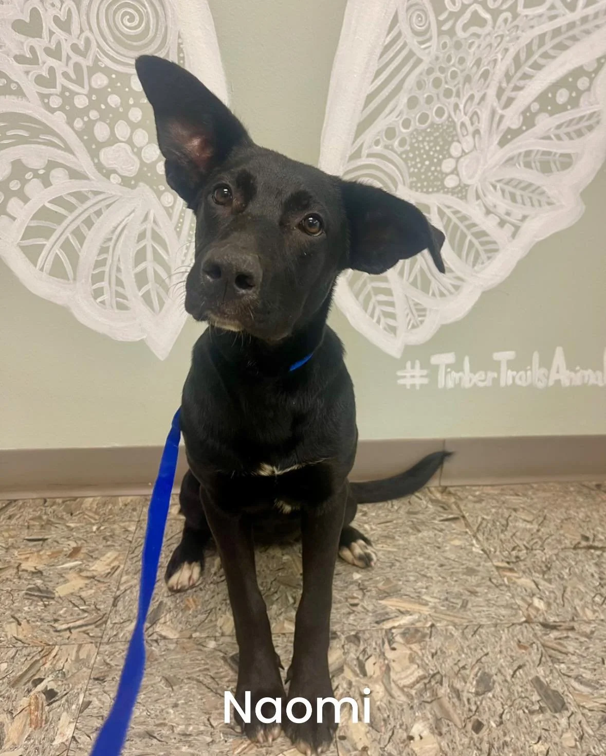 πΎ Meet Natalie & Naomi! πΎ These two adorable sisters are ready to find their forever home!
At 6 months old, they’re both up-to-date on vaccines and preventions and will be spayed soon. Their mom is a German Shepherd, and we believe the