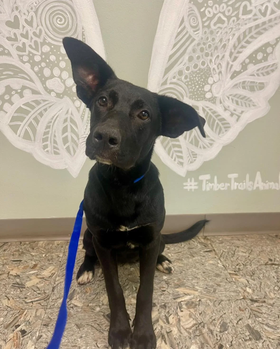 πΎ Meet Natalie & Naomi! πΎ These two adorable sisters are ready to find their forever home!
At 6 months old, they’re both up-to-date on vaccines and preventions and will be spayed soon. Their mom is a German Shepherd, and we believe the