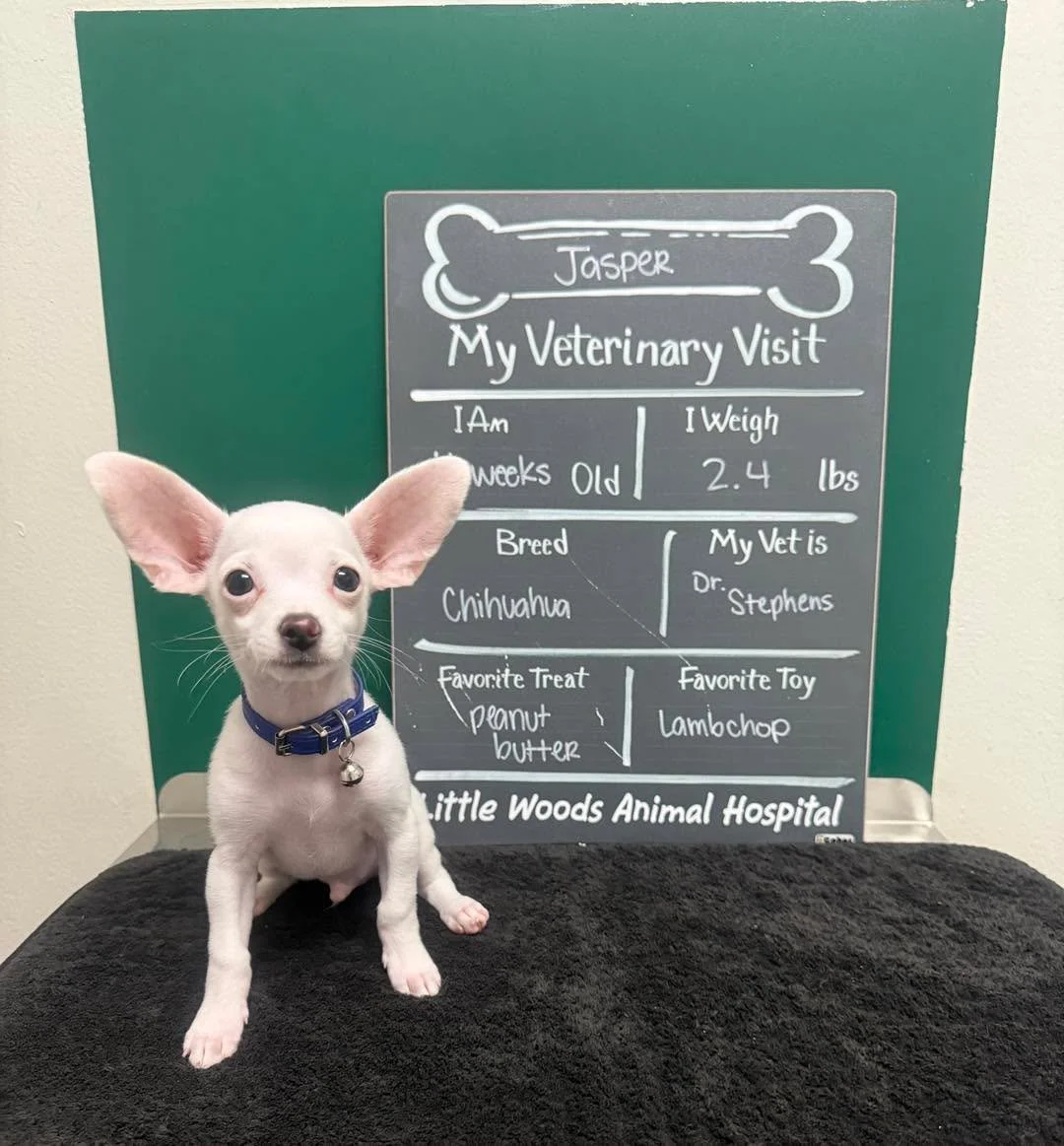 Little Jasper may be tiny, but he’s full of personality! π This 2.4-lb cutie stopped by to see Dr. Stephens today for his check-up!