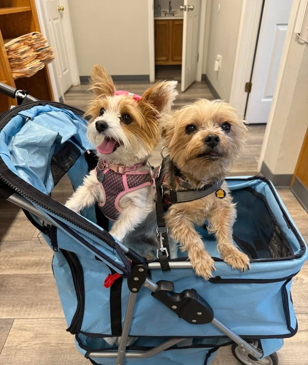Stroller squad goals π€©