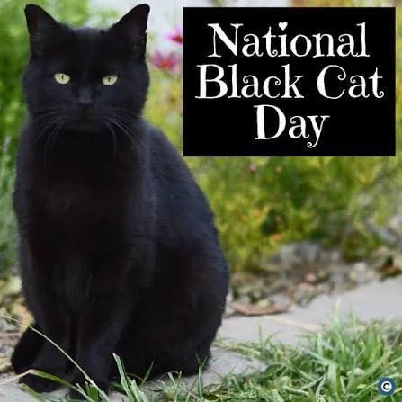 🐾🖤 It’s National Black Cat Day! 🐾🖤 
Today we celebrate all the sleek, sassy, and oh-so-sweet black cats out there!
They’re full of personality, charm, and luck (no matter what the old myths say 😉).
Drop a photo of your favorite blac