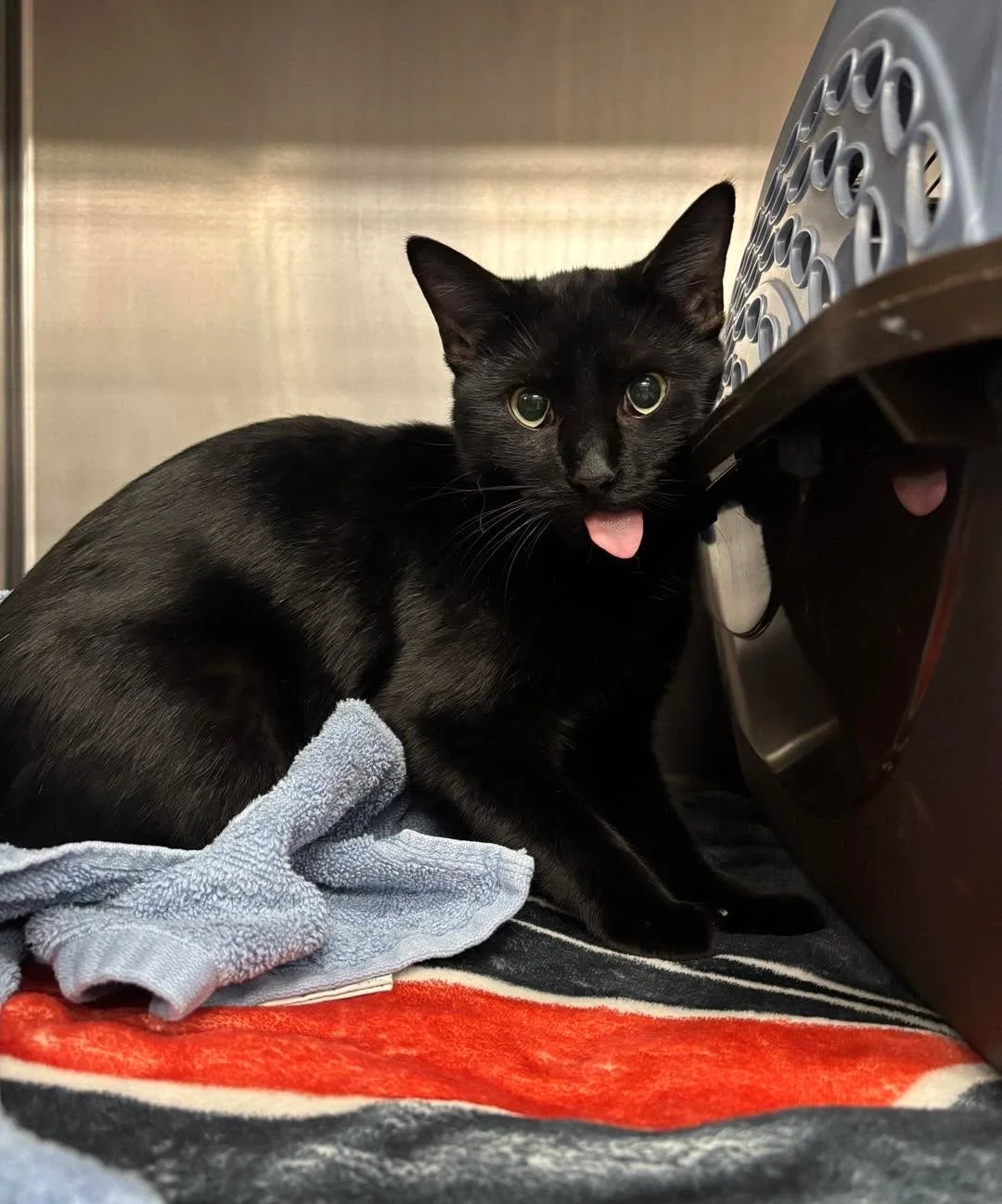 It’s Tongues Out Tuesday and she understood the assignment 😋🖤