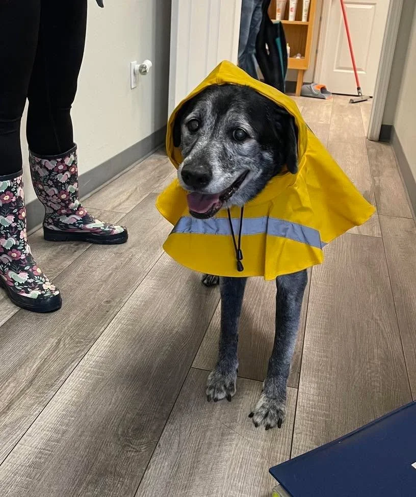 Just a good boy in his raincoat 🤩 ☔️