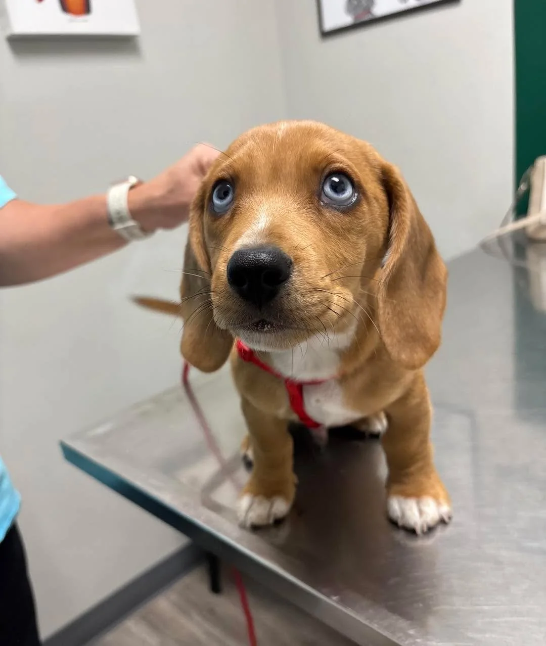 Those puppy dog eyes 🥺💙 We can’t handle the cuteness!