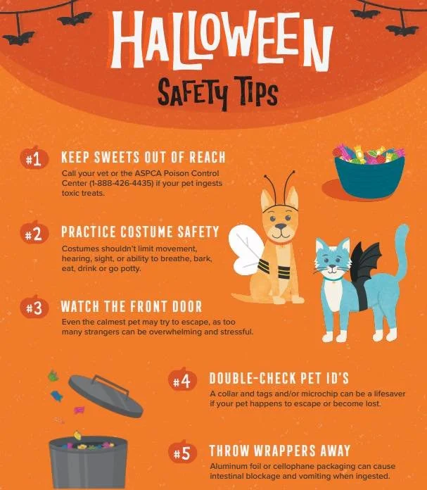 We love celebrating Halloween, but it can be a stressful (and even dangerous) time for pets! Keep candy far away, make sure costumes are comfy, and double-check those ID tags before the spooky fun begins. 👻🐾🎃