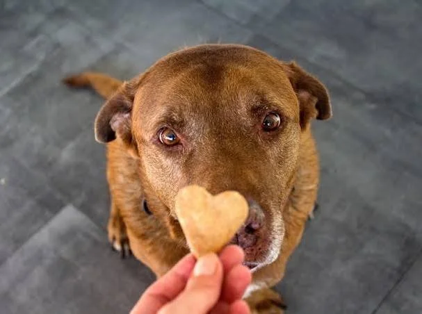 🐾 It’s National Treat Your Pet Day!
Give your best buddy a little something extra today — a favorite snack, a car ride, or some good belly rubs. 💚
We want to see those happy, spoiled faces — share a photo of your pet below! 📸