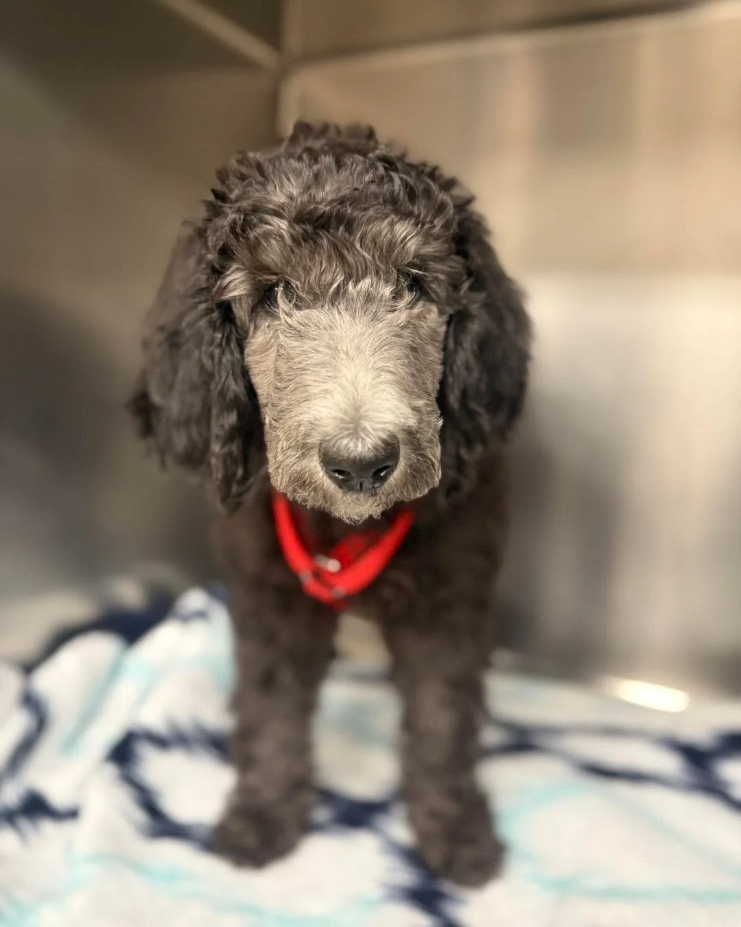 Calm, cool, and clinically adorable. 🤩