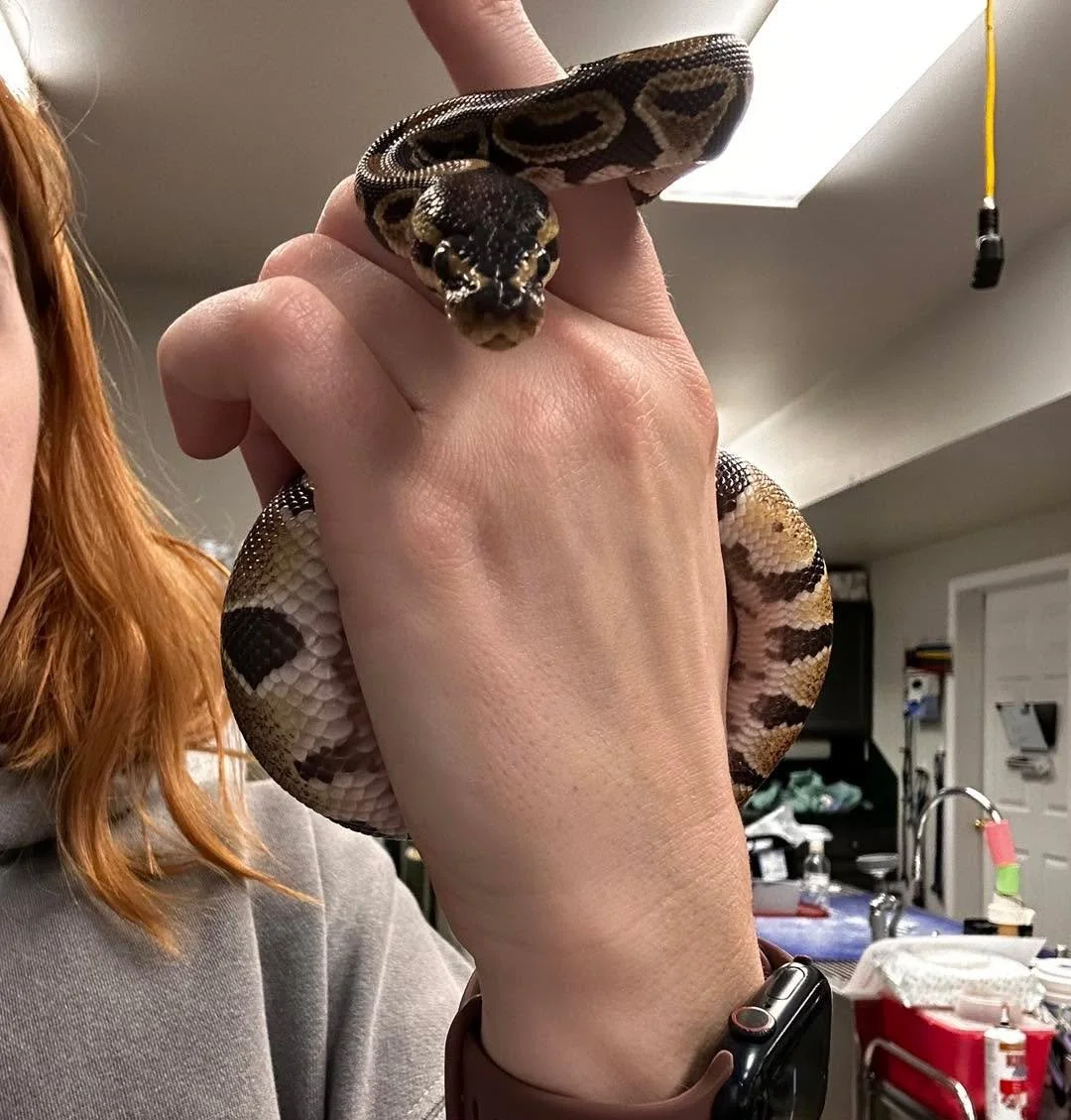 Walked in for an exam, walked out wearing a snake 🐍