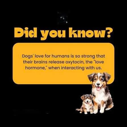 Fun Fact Friday! 🐾 ❤️ 

Did you know a dog&rsquo;s heart actually beats faster when they look at someone they love?

Studies show that when dogs make eye contact with their favorite humans, their brain releases oxytocin &mdash; the same &ldquo;love 