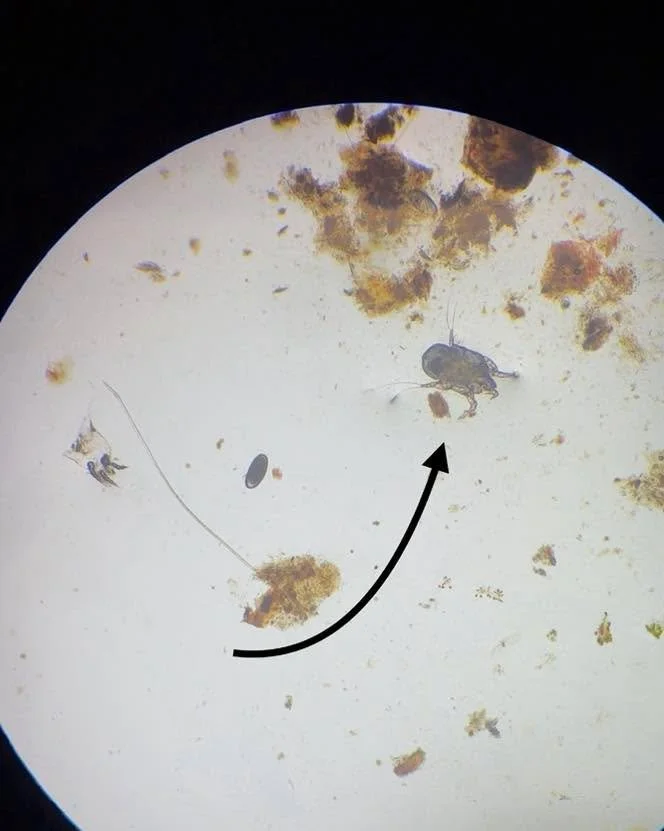 🔍 What&rsquo;s That Wednesday! 👀 

Not all ear problems are caused by yeast or bacteria.  Some pets come in with debris that looks totally normal from the outside&hellip; until we check it under the microscope.  That&rsquo;s when we find little cri