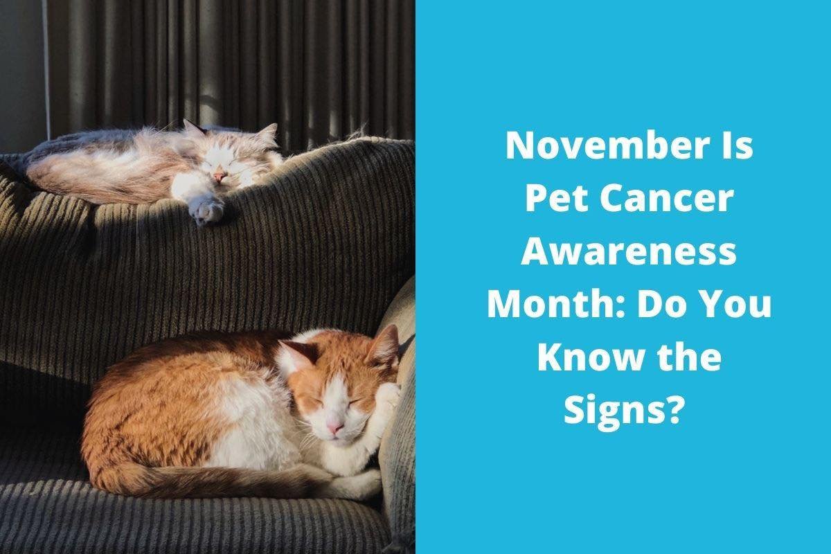 November is Pet Cancer Awareness Month 🎗️

Did you know cancer is one of the leading causes of illness and death in older pets &mdash; but early detection can make a big difference? 

Here&rsquo;s what to watch for:
🔸 Lumps or bumps that change in 