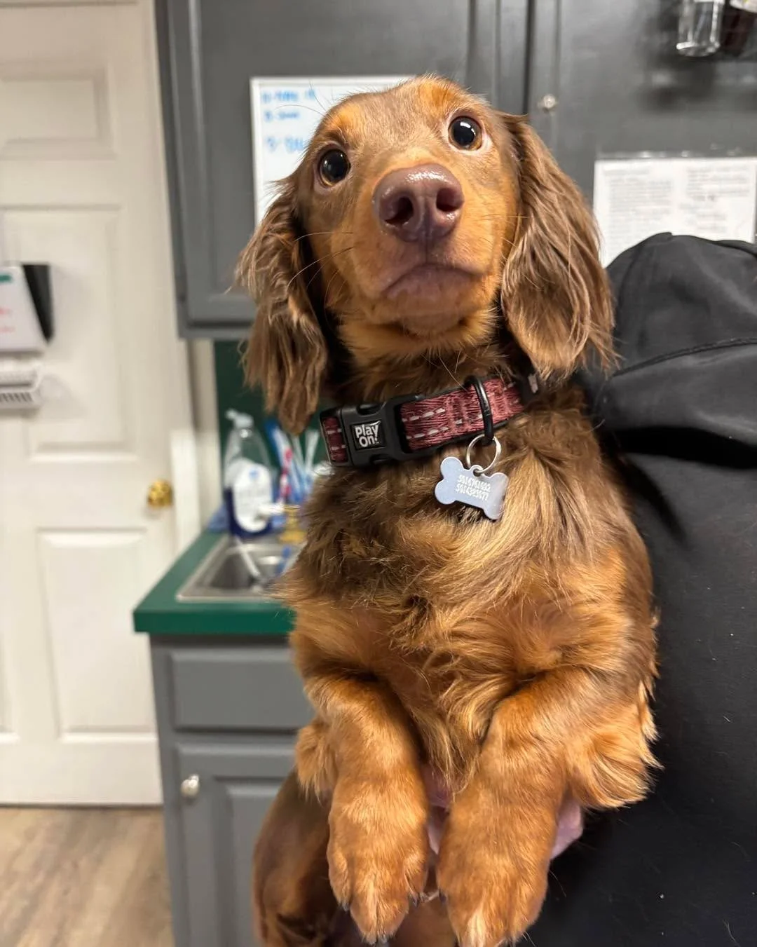 A fluffy little Turkey visited us today 😏 &mdash; and yep, that&rsquo;s his actual name!