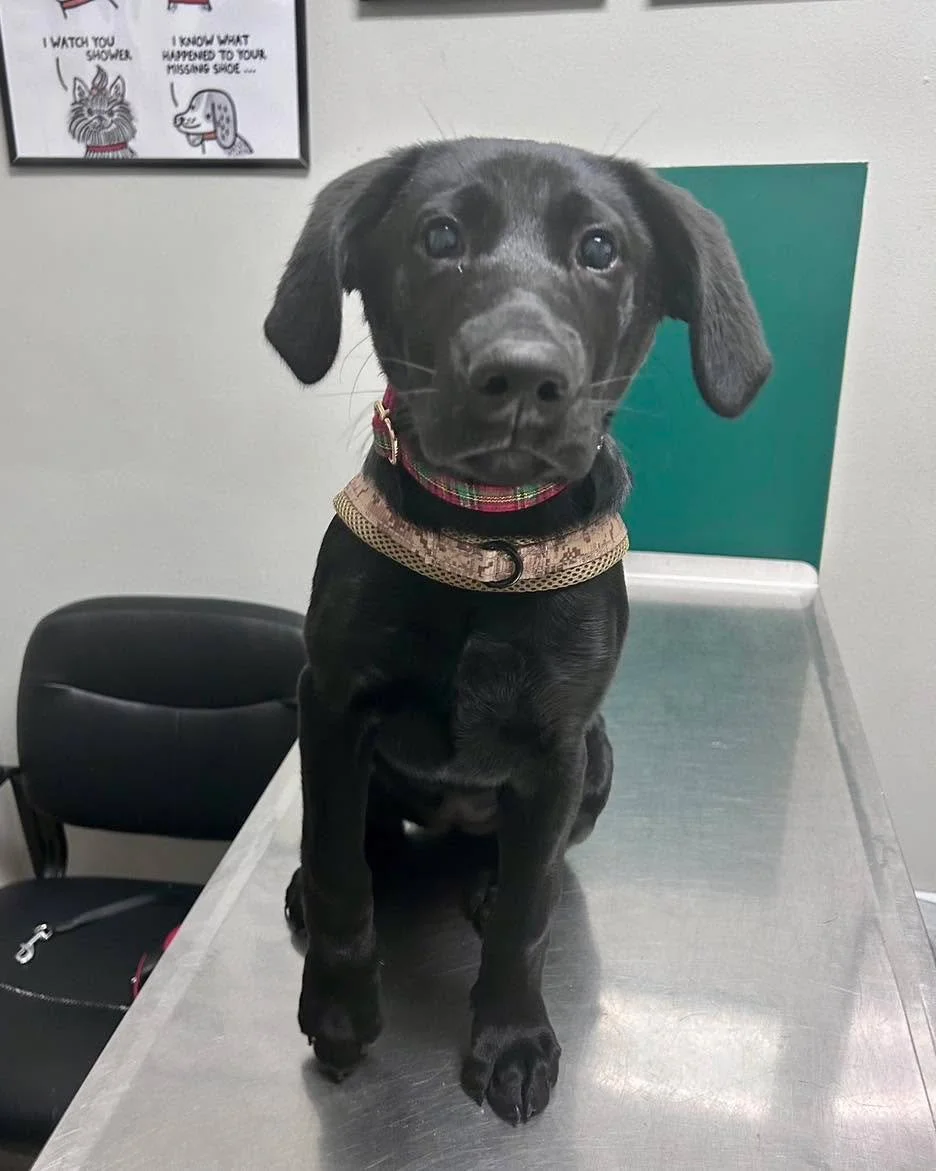 Too cute to diagnose, but we&rsquo;ll try 🤭