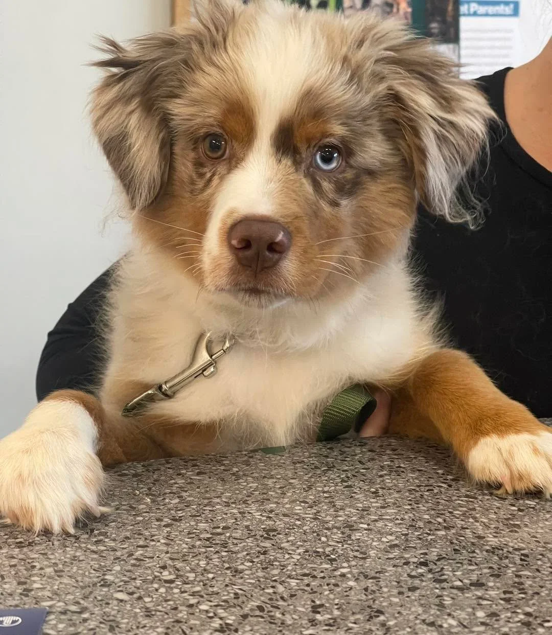 &ldquo;I&rsquo;d like to speak to the veterinarian about how handsome I am.&rdquo; 🥰