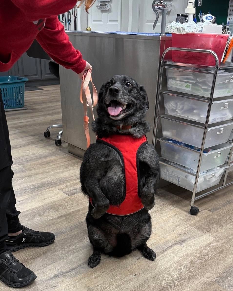 When you show up for your vet visit and your talent show audition 😂